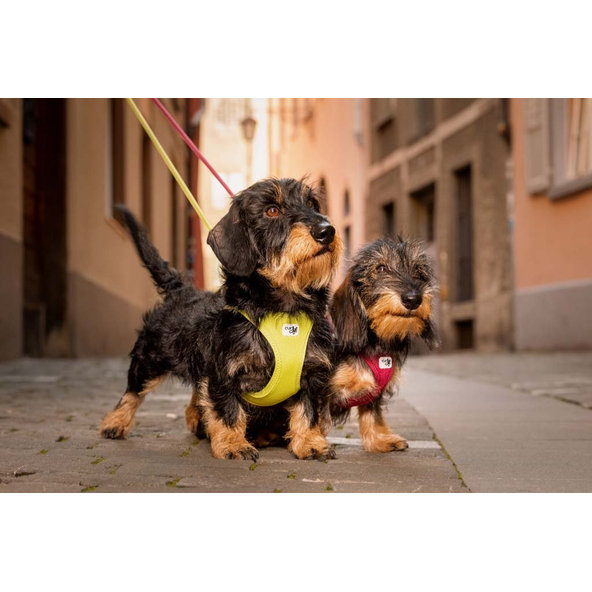 CURLI Postroj pre psov so sponou Air-Mesh Fuchsia S, 4-7 kg