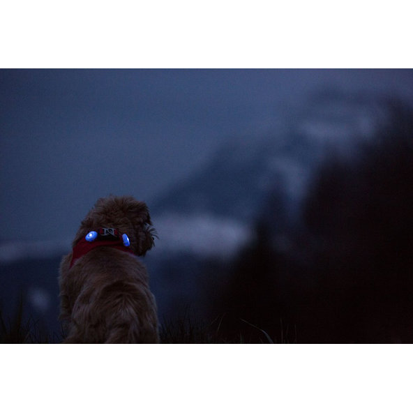 CURLI Luumi LED bezpečnostné svetielko na obojok RED