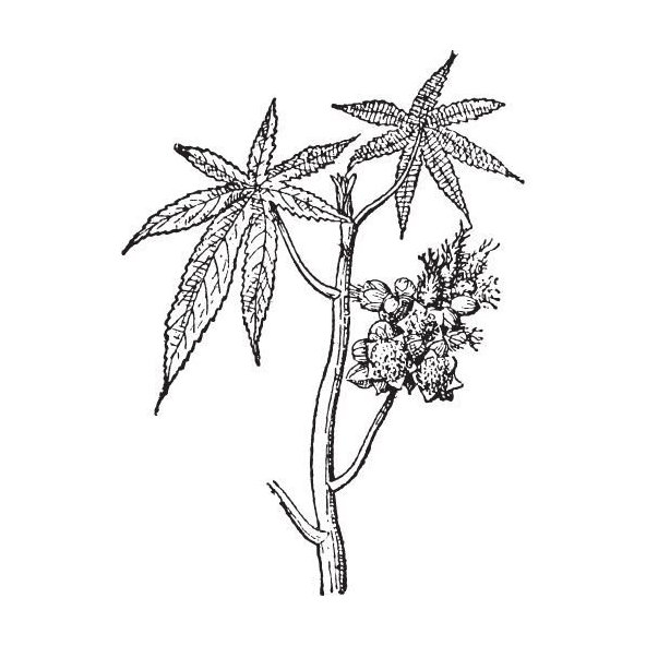 Ricínový olej 100% Bio Alteya 50 ml