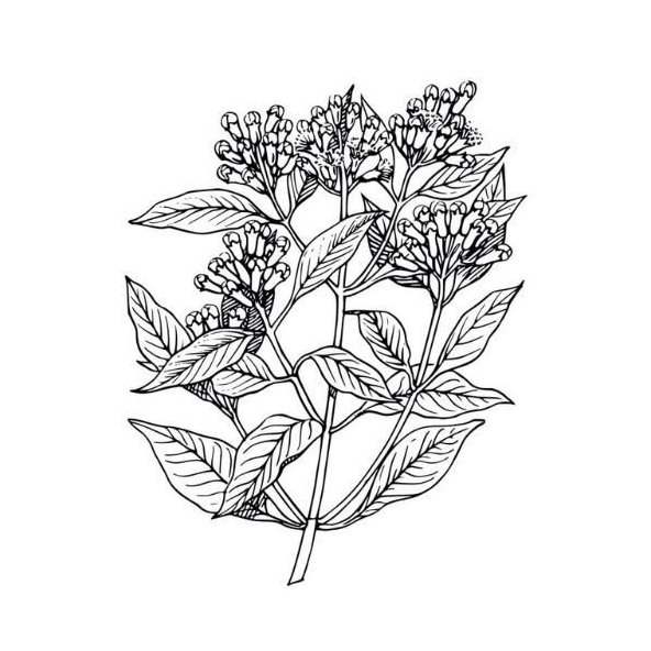 Klinčekový olej 100% Bio Alteya 10 ml