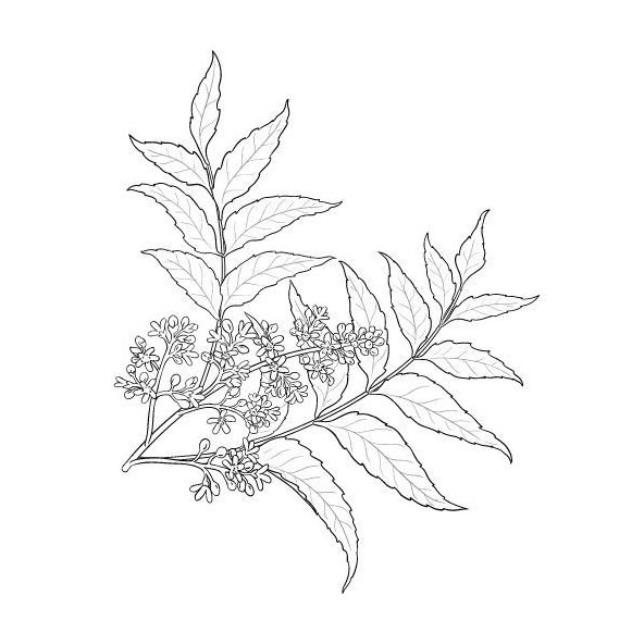 Nimbový olej (neem olej) 100% Bio Alteya 100 ml