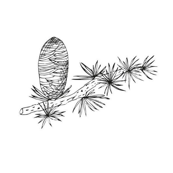 Cédrový olej 100% BIO Alteya Organics 5 ml