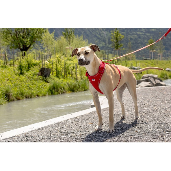 CURLI Postroj pre psov Belka Red S, 15-25 kg