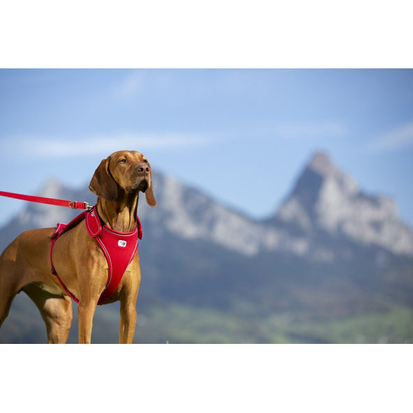 CURLI Postroj pre psov Belka Red XL 30-45 kg