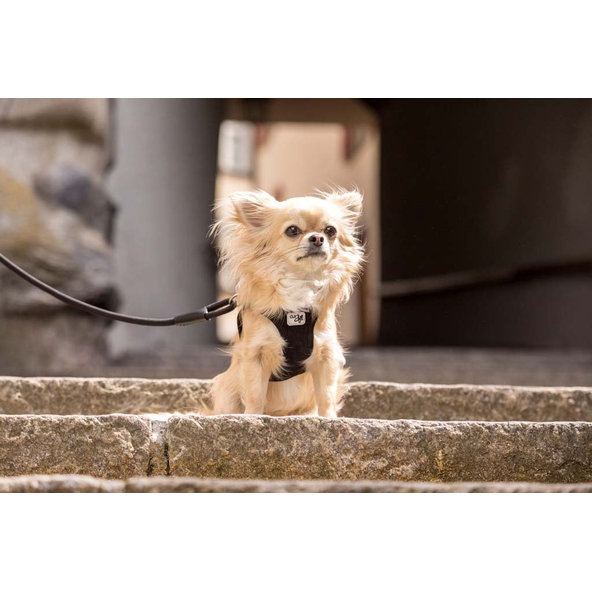 CURLI Postroj pre psov so sponou Manšester Tan 2XS, 2-4 kg