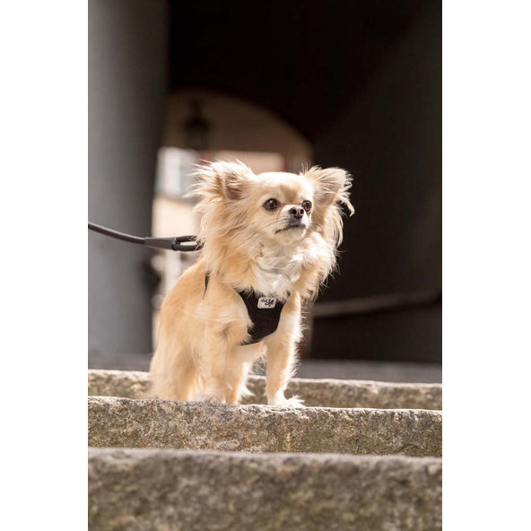 CURLI Postroj pre psov so sponou Manšester Tan 3XS, 1,5-3 kg