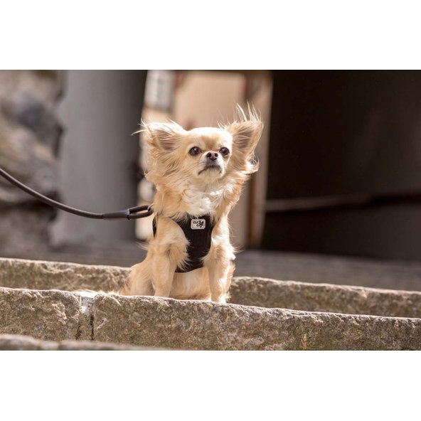CURLI Postroj pre psov so sponou Manšester Tan 3XS, 1,5-3 kg