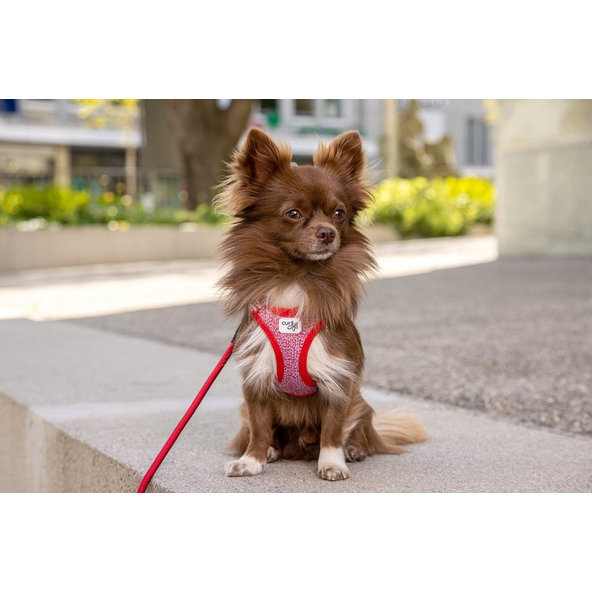 CURLI Postroj pre psov so sponou Merino vlna Black XS, 3-5 kg