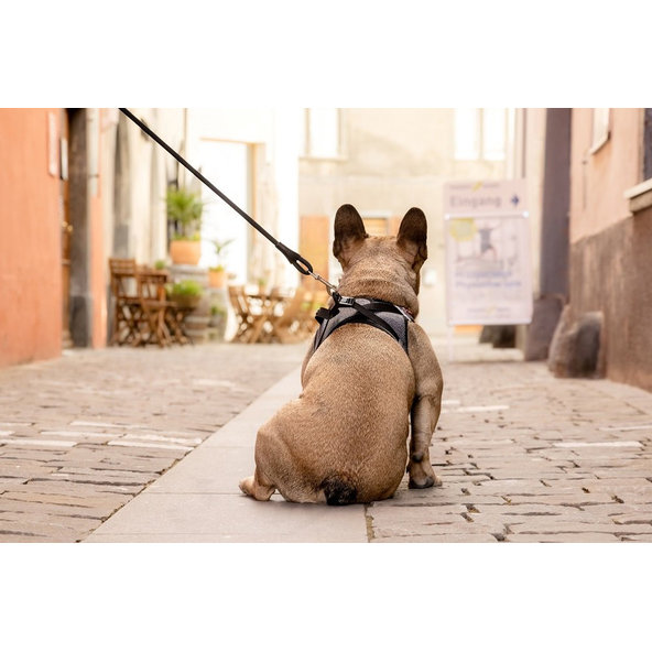 CURLI Postroj pre psov so sponou Merino vlna Red L, 8-13 kg