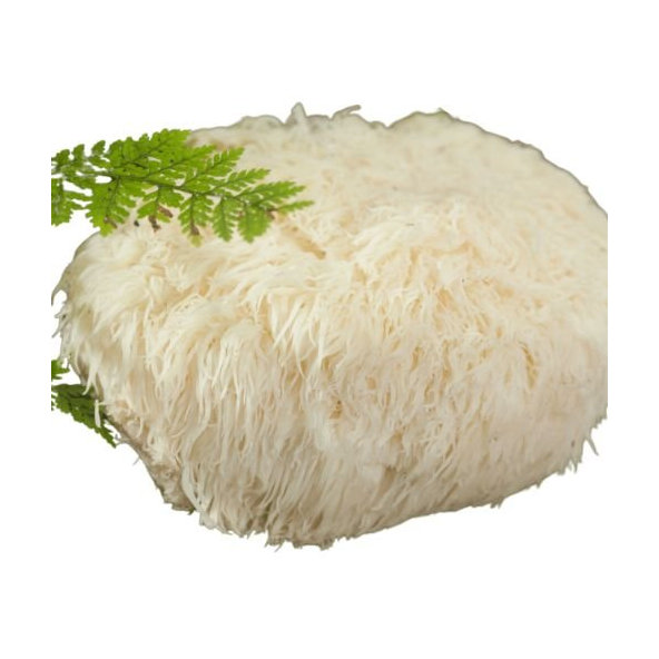 Lion´s mane Dayzen 30ml