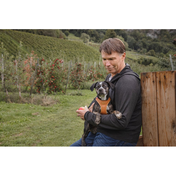 CURLI Postroj pre psov z jablčnej kože Brown M, 6-9 kg