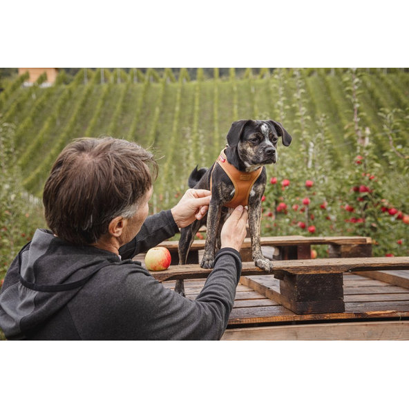 CURLI Postroj pre psov z jablčnej kože Brown S, 4-7 kg