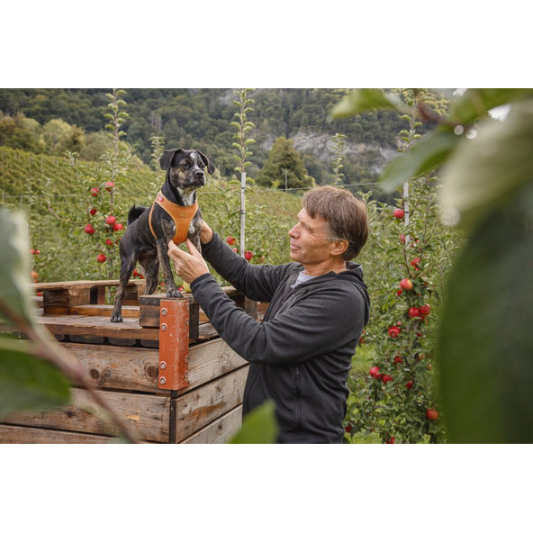 CURLI Postroj pre psov z jablčnej kože Brown S, 4-7 kg