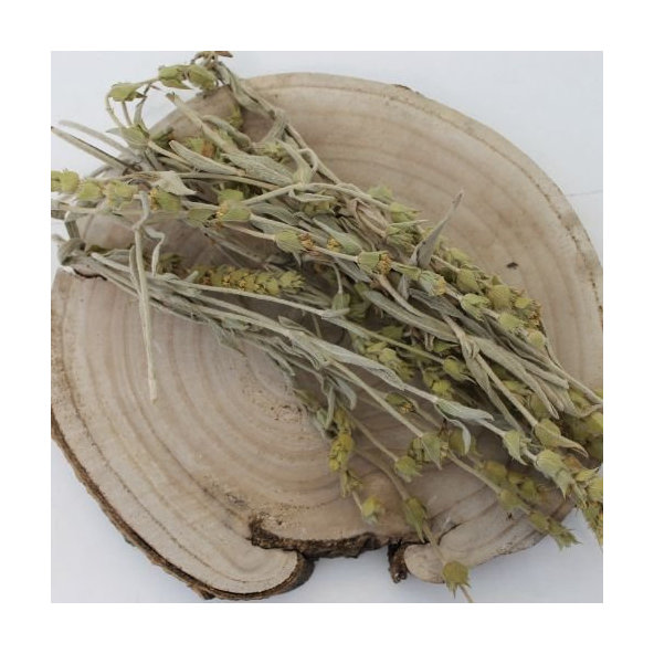 Mursalský čaj, ranhoj horský,  - vňať - Sideritis scardica - Herba sideritis scardica