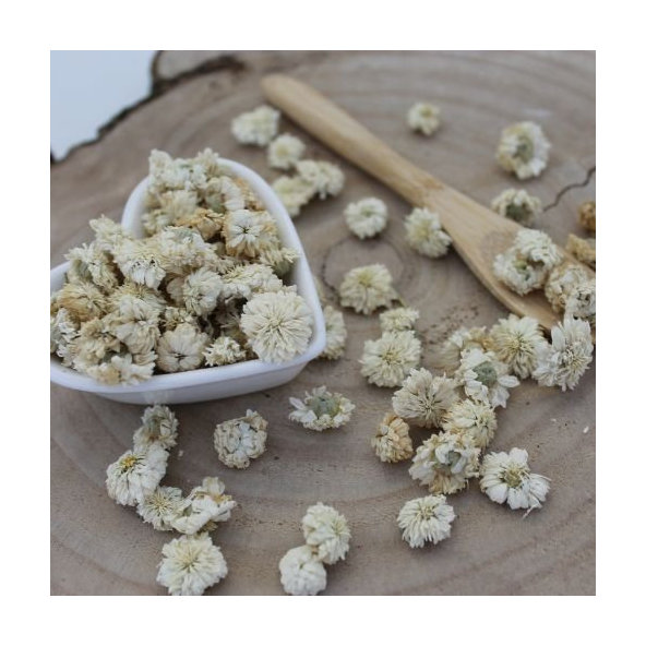 Harmanček rímsky - kvet - Anthemis nobilis - Flos chamomillae romanae