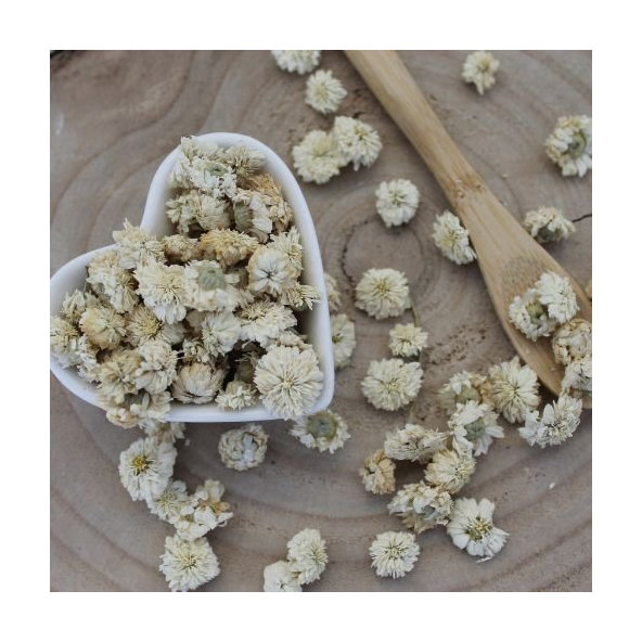 Harmanček rímsky - kvet - Anthemis nobilis - Flos chamomillae romanae