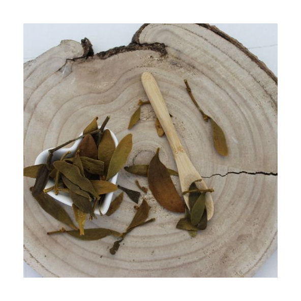 Imelo biele - vňať narezaná - Viscum album - Herba visci albi