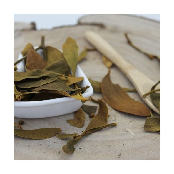 Imelo biele - vňať narezaná - Viscum album - Herba visci albi