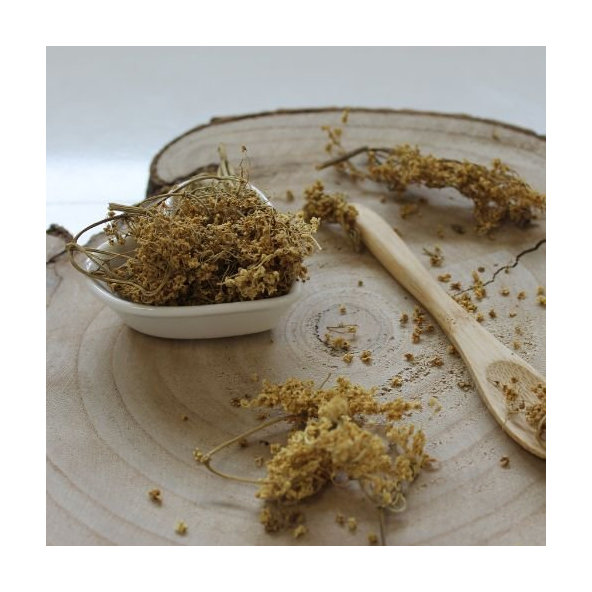 Alchemilka obyčajná -  Alchemilla vulgaris