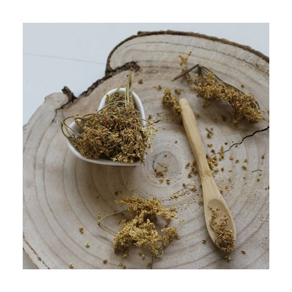 Alchemilka obyčajná -  Alchemilla vulgaris