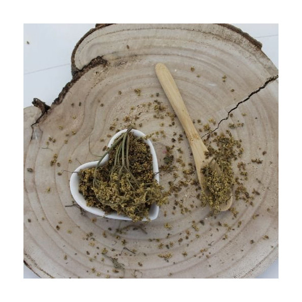 Baza čierna - kvet - Sambucus nigra - Flos sambuci