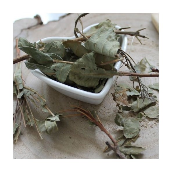 Škumpa vlasatá - vňať narezaná - Cotinus coggygria - Herba