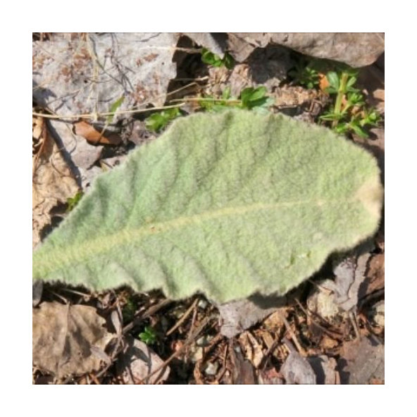 Divozel malokvetý - list celý - Verbascum thapsus- Folium verbascii