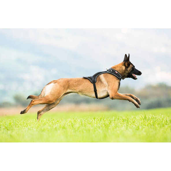 CURLI Postroj pre psov Belka Black XL , 30-45 kg