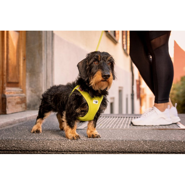 CURLI Postroj pre psov so sponou Air-Mesh Lime L, 8-13 kg