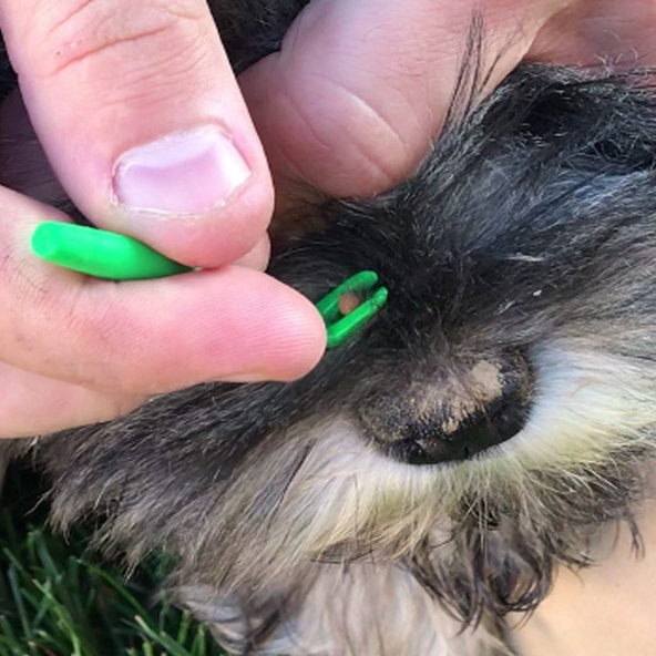 Háčiky na vyberanie kliešťov  2ks