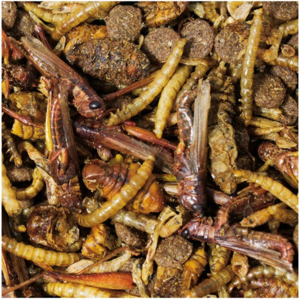 JR FARM snack pre ježkov 100g