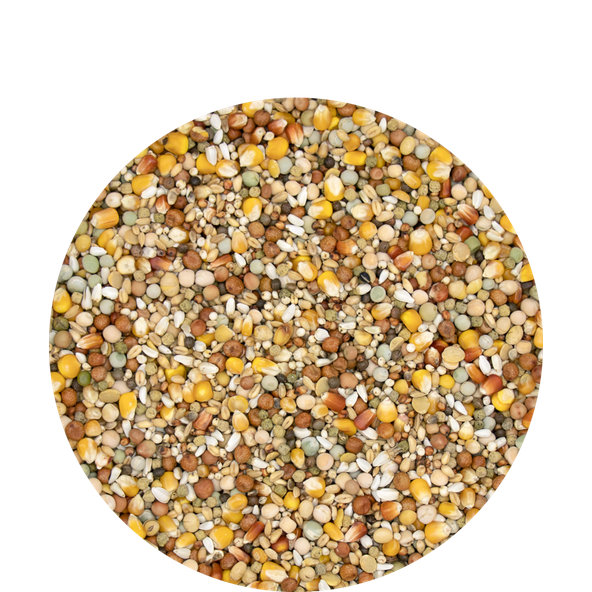 Versele Laga Start Plus krmivo pre holuby 20kg