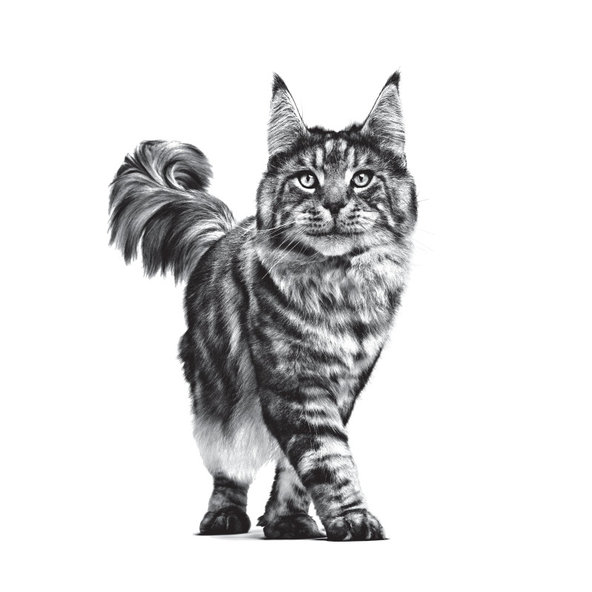 ROYAL CANIN CAT GASTROINTESTINAL granule pre mačky trpiace ochorením tráviaceho traktu 2 kg