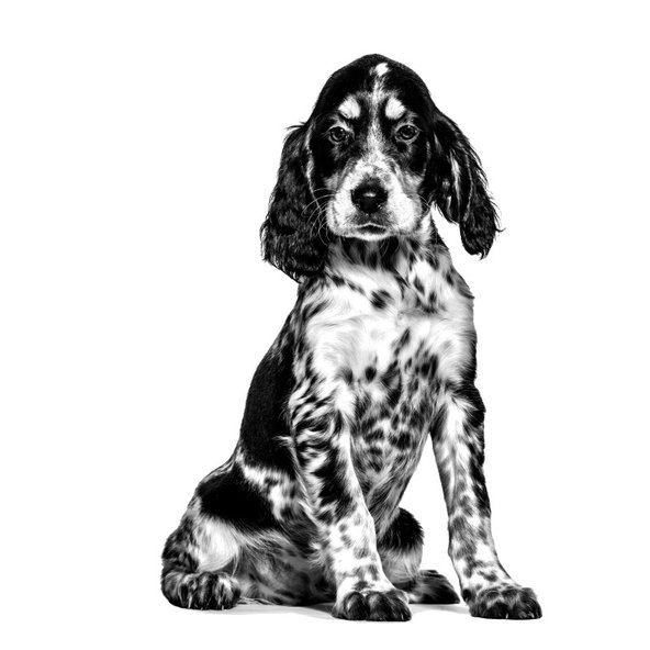 ROYAL CANIN DOG GASTROINTESTINAL PUPPY granule pre šteňatá s ochorením tráviaceho traktu 10 kg