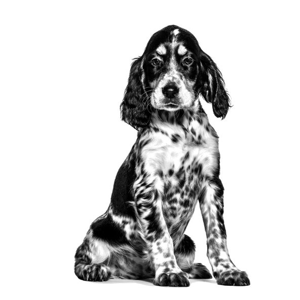 ROYAL CANIN DOG HYPOALLERGENIC PUPPY granule pre šteňatá na kontrolu nežiaducich reakcií na krmivo počas obdobia rastu 14 kg