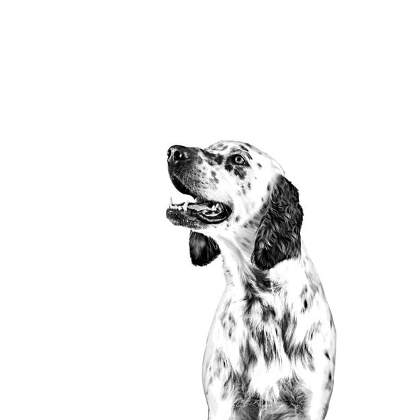 ROYAL CANIN DOGSATIETY TREATS maškrty pre psov s chudnúcim diétnym plánom 230 g