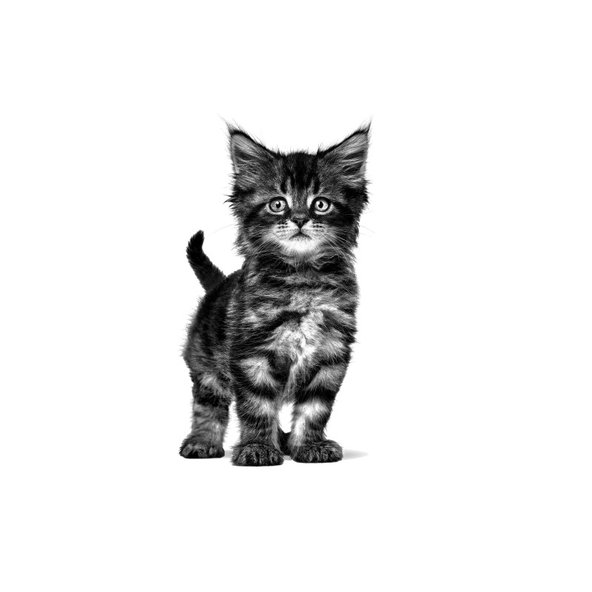 ROYAL CANIN GASTROINTESTINAL KITTEN MOUSSE CAN pena pre mačiatka s gastrointestinálnymi poruchami 195 g