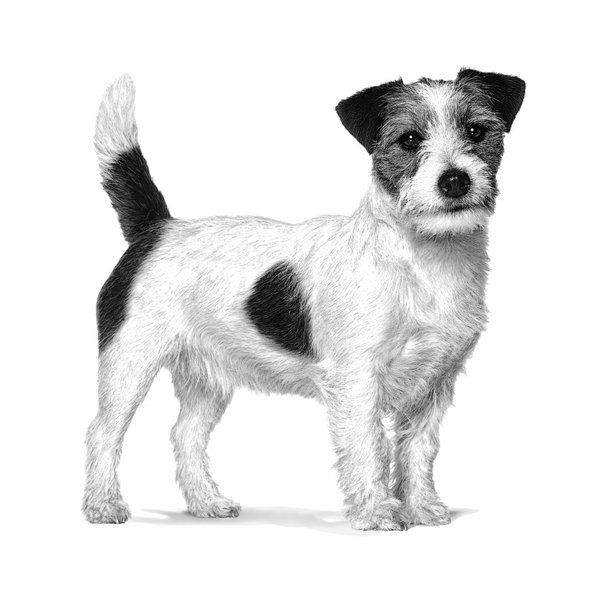 ROYAL CANIN MATURE CONSULT granule na podporu zdravia starnúcich psov malých plemien 8 kg