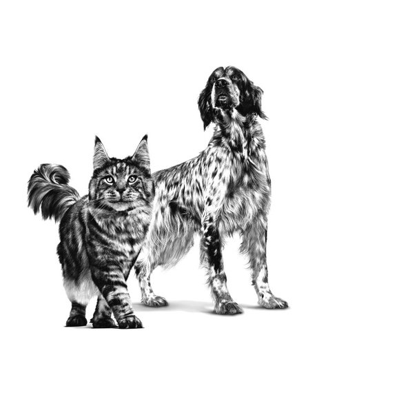 ROYAL CANIN RECOVERY CAN diéta na podporu rekonvalescencie 195 g