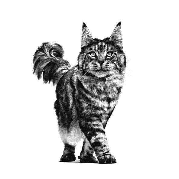 ROYAL CANIN VHN CAT GASTROINTESTINAL FIBRE RESPONSE kapsičky v šťave so zvýšeným obsahom vlákniny pre dospelé mačky s ochorením tráviaceho traktu