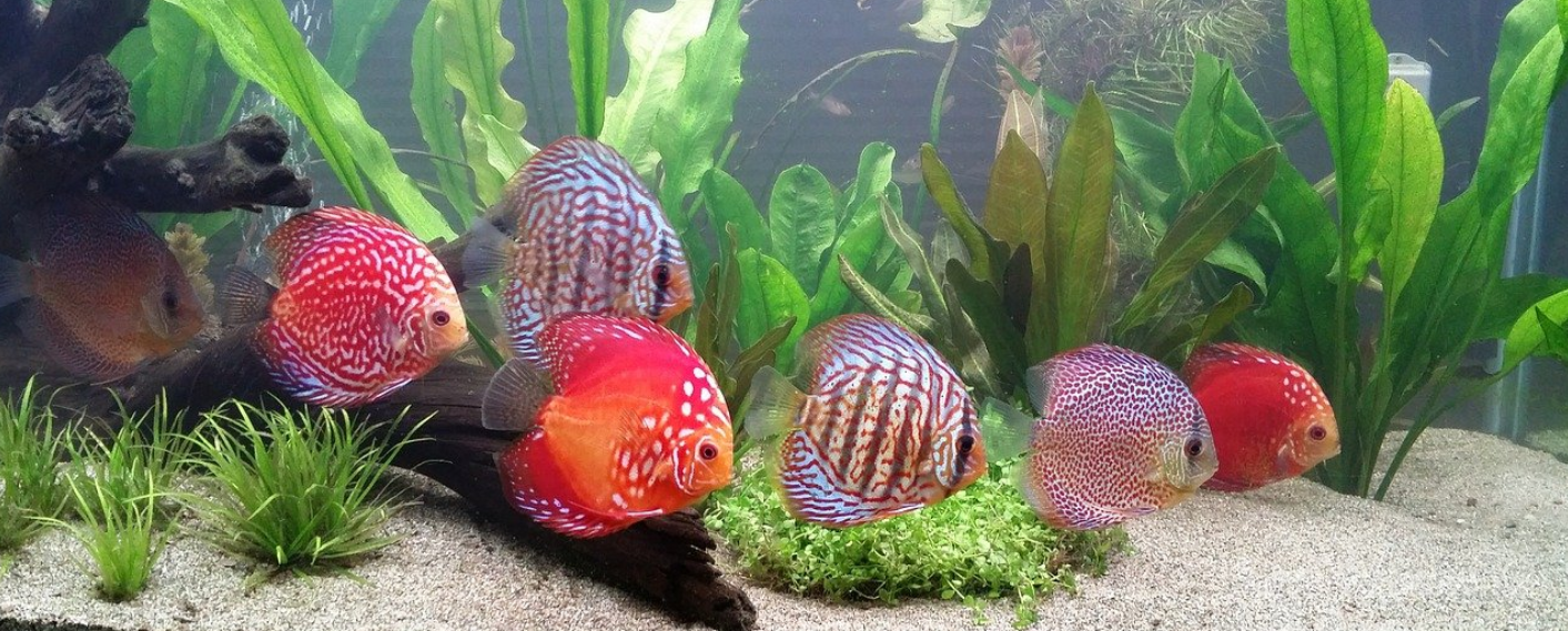 Chovateľské okienko: Ryby, Rybky, Rybičky | www.najlekaren.eu