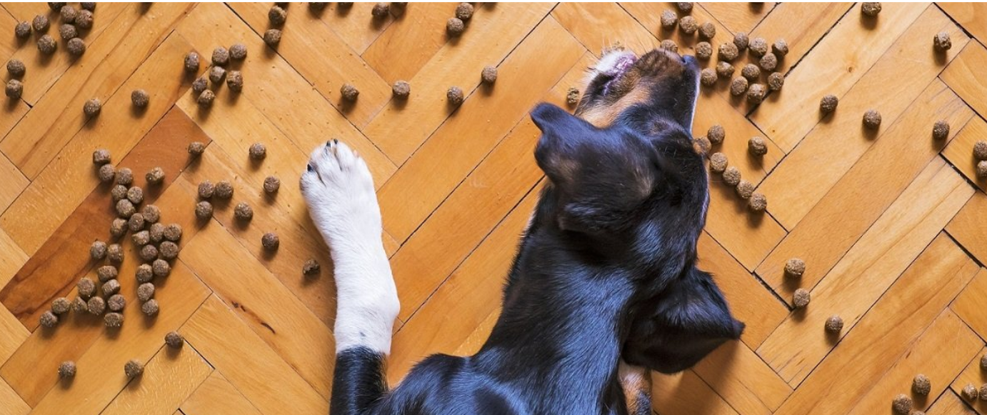 Granule Acana: Kvalitná výživa pre šťastné a zdravé psy a mačky | www.najlekaren.eu