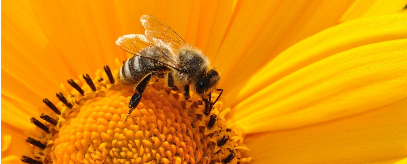 Včela medonosná (Apis mellifera): biológia, chov a výzvy v 21. storočí | www.najlekaren.eu