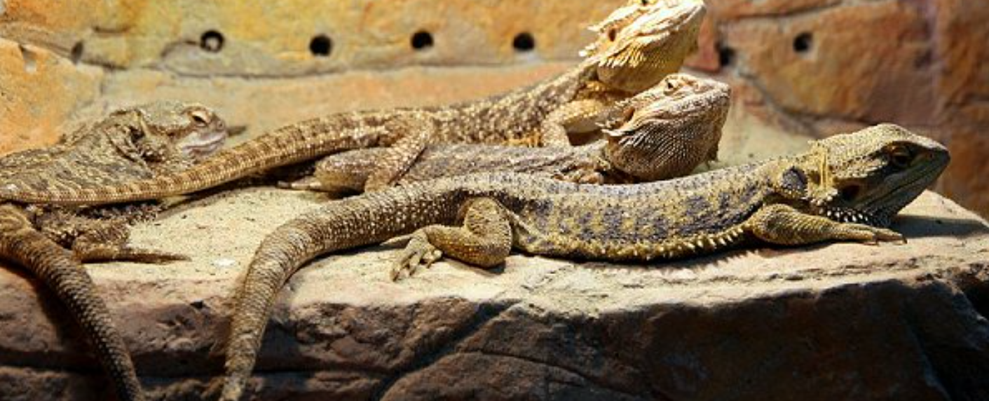 Agama bradatá: Fascinujúci spoločník v teráriu | www.najlekaren.eu