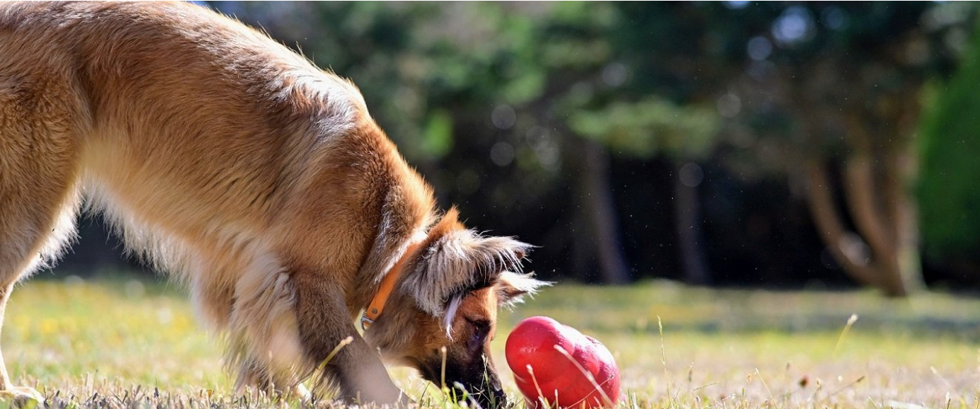 Kong: Inovatívne a kvalitné hračky pre šťastné a zdravé psy a mačky | www.najlekaren.eu