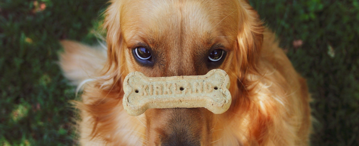 Maškrty pre psy: Ako potešiť svojho štvornohého kamaráta | www.najlekaren.eu