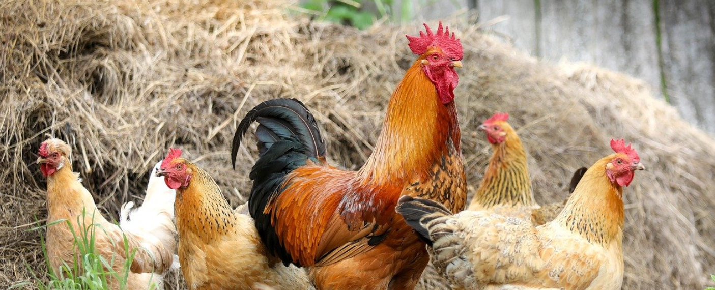 Chovateľské okienko: Hrabavá hydina - domáci chov plný výhod a pestrosti | www.najlekaren.eu