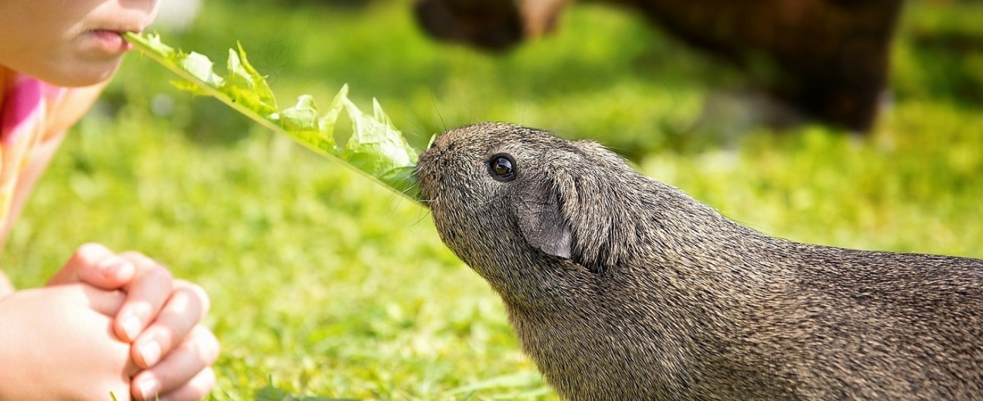 Chovateľské okienko: Chov morčiat | www.najlekaren.eu