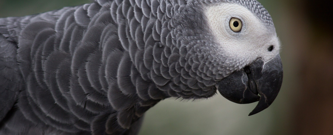 Chov papagája Žako: Príručka pre milovníkov exotických vtákov | www.najlekaren.eu