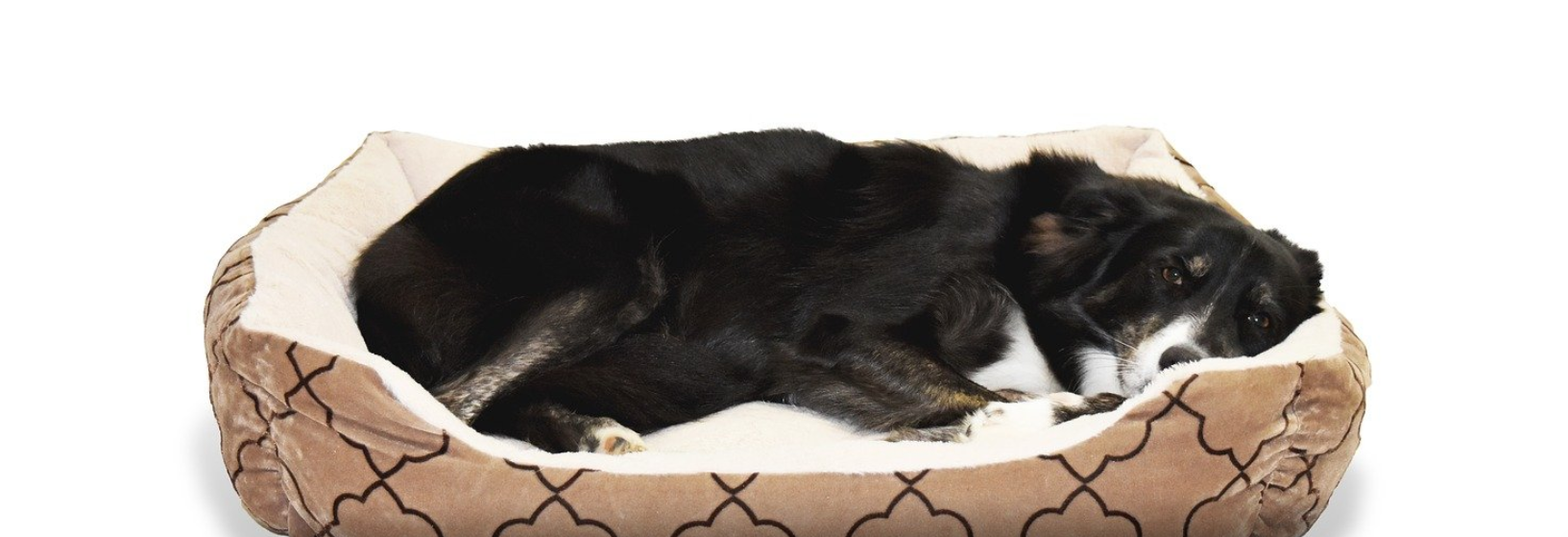 Funkčný doplnok pelechy pre psy | www.najlekaren.eu